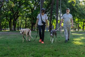 amici conversando e assaporando il parco con loro animali domestici, assunzione un' sereno passeggiare. foto