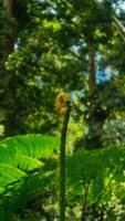 grande felce albero nel tropicale pioggia foresta. foto