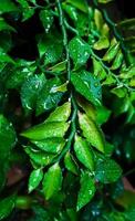 fresco le foglie con acqua gocce foto