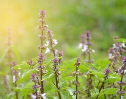 bellissimo viola dolce basilico fiori nel il giardino foto