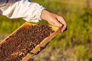 apicoltore è Lavorando con api e alveari su il apiario. api su Favo. montatura di un' ape alveare. apicoltura. Miele. foto