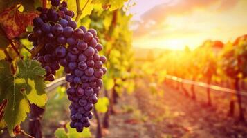 ai generato maturo uva crogiolarsi nel il tramonto splendore di un' vigneto nel Toscana, Italia, ai generato. foto