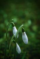 bianca bucaneve fiori riposo su lussureggiante verde campo foto