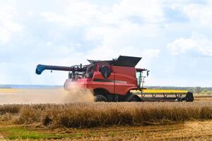 mietitrebbiatrice lavorando su un campo di grano foto