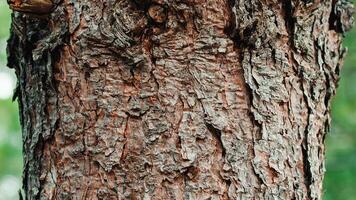 albero tronchi nel autunno nel il naturale italiano parco foto