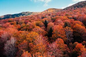 arancia albero di montagne nel autunno stagione aereo sparare foto