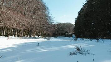 Villetta nel il mezzo di un' nevoso foresta foto