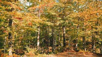 alto alberi nel autunno giallo deciduo le foglie nel il aspromonte nazionale parco foto