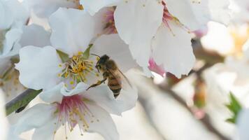 ape prende polline a partire dal un' bianca mandorla fiori foto