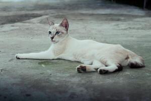 neve lince Bengala gatto è rilassante foto