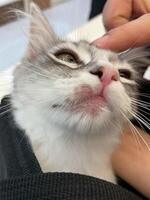 allergico pelle malattie nel domestico gatti. gatti ferita a partire dal dermatite. pelle malattie nel gatti. gatto brufoli. atipico dermatite nel un' domestico gatto. felino allergie nel gatti. foto