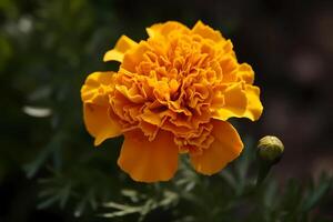 ai generato calendula - tagetes - fiore nativo per il americhe - conosciuto per loro luminosa arancia e giallo fioriture e capacità per respingere parassiti. un' simbolo di passione e creatività foto