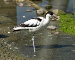 pezzato avocetta uccello foto