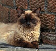 casuale gatto foto, blu occhi, siamese foto