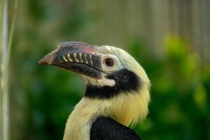 visayano bucero uccello testa vicino su foto