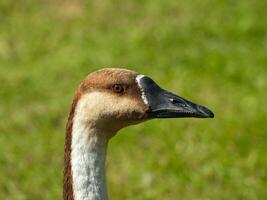 cigno Oca testa vicino su foto