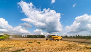 mietitore combinare raccolta Grano su agricolo campo su soleggiato estate giorno. foto