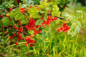 grande maturo rosso ribes. gustoso ribes nel il giardino foto