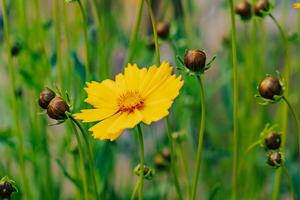 fioritura giallo fiore e mini cuffie su un' verde erba sfondo. primavera fiore selvaggio pianta nel il giardino all'aperto. avvicinamento foto