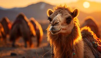 ai generato un' carino cammello sguardi a il tramonto su il azienda agricola generato di ai foto
