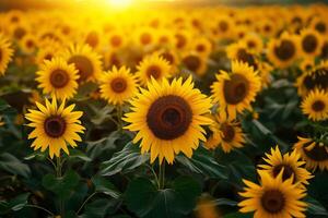 ai generato tramonto splendore al di sopra di girasole campo foto