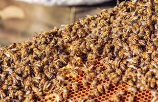 Lavorando api su Favo. montatura di un' ape alveare. apicoltura foto