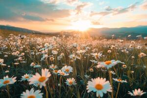 ai generato tramonto al di sopra di margherita campo con montagne nel distanza foto