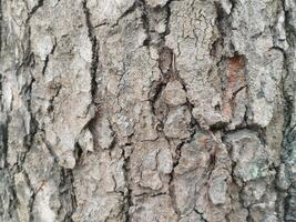 crepe nel vecchio albero tronchi. foto formati