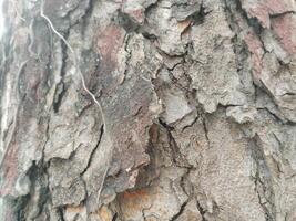 crepe nel vecchio albero tronchi. foto formati