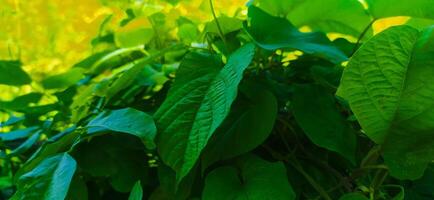 un' vicino su di un' pianta con verde le foglie foto