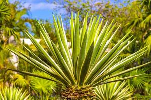 verde blu Agave impianti palma palme aloe Vera pianta Messico. foto