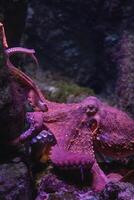avvicinamento di un polpo nel un' colorato di viola subacqueo scena con rocce nel il sfondo. foto