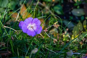 singolo viola Fiore di campo con delicato petali in mezzo vivace verde erba, illuminato di naturale luce del sole. foto