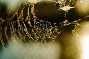 bellissimo discussioni di ragnatela nel il caldo leggero e autunno vibrazioni. irregolare forma di ragno ragnatela nel vicino su. rotto ragnatela alleggerito di autunno sole nel bokeh. foto