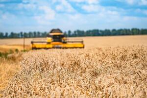 combinare mietitore raccolta Grano su soleggiato estate giorno. raccogliere volta. agricolo settore foto