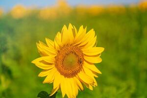 piccolo girasole con giallo fiorire matura nel il campo nel il estate. avvicinamento foto