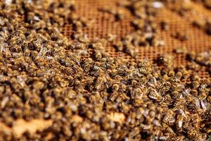 miele api su Favo. montatura di un' ape alveare. apicoltura foto