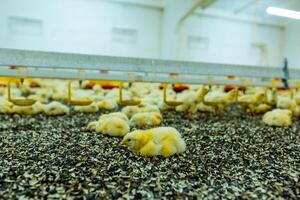 bambino giallo pulcini mangiare semi a partire dal girasole dentro su il azienda agricola sfondo. in casa pollo azienda agricola, pollo alimentazione.primo piano foto
