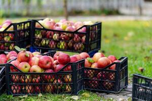 mele nel plastica cassa. raccolta frutta nel giardino a autunno. rosso Mela a partire dal biologico azienda agricola foto