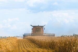 combinare mietitore raccogliere maturo Grano su un' azienda agricola. Grano campo contro un' blu cielo foto