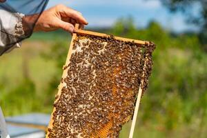 apicoltore esamina api nel Favo. vicino su Visualizza di il Lavorando api su miele cellule. miele foto