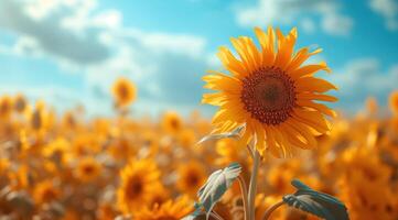 ai generato d'oro girasole su campo e blu cielo azione foto