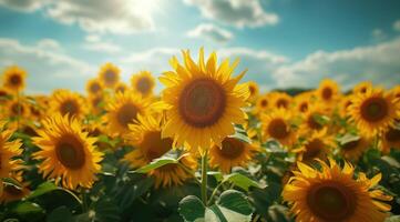 ai generato d'oro girasole su campo e blu cielo azione foto