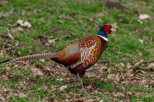 colorato maschio fagiano uccello a piedi su erboso campo con caduto le foglie. foto