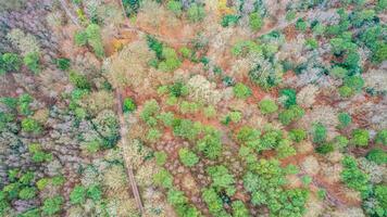 aereo Visualizza di un' denso, colorato foresta con un' mescolare di verde, arancia, e Marrone alberi, in mostra di stagione modificare. foto