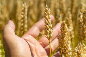 Grano cereali nel maschio palma su Grano campo sfondo. raccolto, agricoltura, agronomia, cibo, produzione, biologico concetto foto