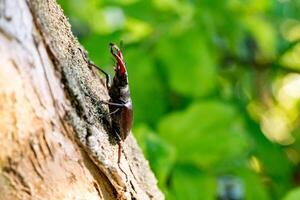 cervo scarafaggio su un' di legno sfondo. grande cornuto scarafaggio foto