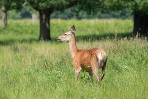 un' cervo sta nel un' campo con alberi nel il sfondo foto