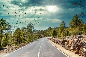 soleggiato strada attraverso un' foreste paesaggio con uccelli volante nel il cielo nel tenerife. foto