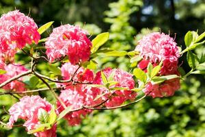 vivace rosa rododendro fiori nel pieno fioritura con lussureggiante verde fogliame nel un' soleggiato giardino ambientazione. foto